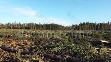 放大清晰的森林地面，阳光明媚的夏日。 瑞典北部现代林业技术<strong>砍伐</strong>的所有树木总数